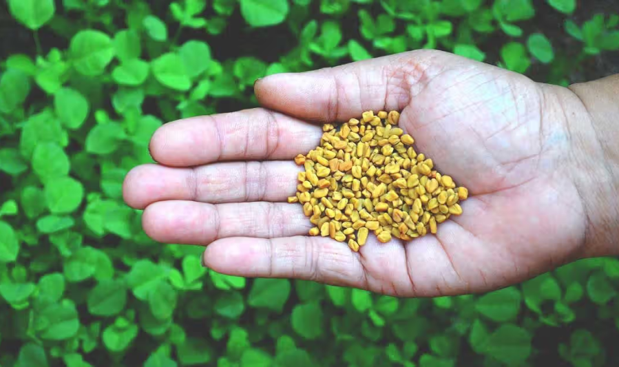 What Are Herbal Weight Management Capsules