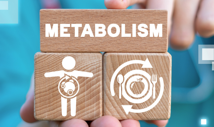 Why Metabolism Slows Down